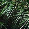 Sciadopitys verticillata, leaves