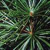 Sciadopitys verticillata, leaves