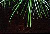 Sciadopitys verticillata, leaves