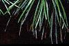 Sciadopitys verticillata, leaves