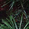 Sciadopitys verticillata, leaves