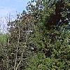 Tsuga canadensis, habit