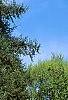 Tsuga canadensis, habit