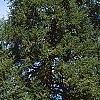 Tsuga canadensis, habit