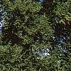 Tsuga canadensis, habit