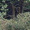 Tsuga canadensis 'Bergman's Weeping', habit