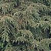 Tsuga canadensis 'Bergman's Weeping', habit