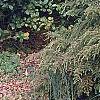 Tsuga canadensis 'Bergman's Weeping', habit