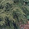 Tsuga canadensis 'Bergman's Weeping', habit