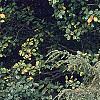 Tsuga canadensis 'Bergman's Weeping', habit