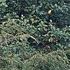 Tsuga canadensis 'Bergman's Weeping', habit