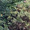 Tsuga canadensis 'Bergman's Weeping', habit