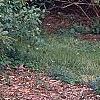 Tsuga canadensis 'Bergman's Weeping', habit