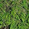 Tsuga canadensis 'Cole', habit