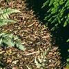 Tsuga canadensis 'Cole', habit