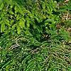 Tsuga canadensis 'Cole', habit