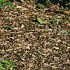 Tsuga canadensis 'Cole', habit