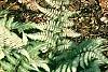 Tsuga canadensis 'Cole', habit