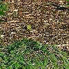 Tsuga canadensis 'Cole', habit