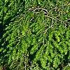 Tsuga canadensis 'Cole', habit