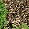 Tsuga canadensis 'Cole', habit