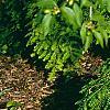 Tsuga canadensis 'Cole', habit