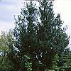 Tsuga canadensis 'Curly', habit