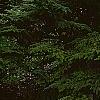 Tsuga canadensis 'Curly', habit