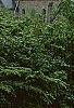 Tsuga canadensis 'Curly', habit