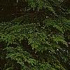Tsuga canadensis 'Curly', habit