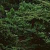 Tsuga canadensis 'Curly', habit
