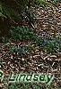 Tsuga canadensis 'Curly', habit
