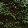 Tsuga canadensis 'Curly', habit