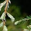 Tsuga canadensis 'Dwarf Whitetip', leaves