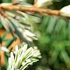 Tsuga canadensis 'Dwarf Whitetip', leaves