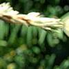 Tsuga canadensis 'Dwarf Whitetip', leaves
