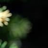 Tsuga canadensis 'Dwarf Whitetip', leaves