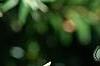 Tsuga canadensis 'Dwarf Whitetip', leaves