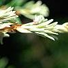 Tsuga canadensis 'Dwarf Whitetip', leaves