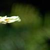 Tsuga canadensis 'Dwarf Whitetip', leaves