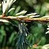 Tsuga canadensis 'Dwarf Whitetip', leaves
