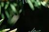 Tsuga canadensis 'Dwarf Whitetip', leaves