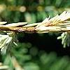 Tsuga canadensis 'Dwarf Whitetip', leaves