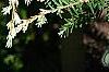 Tsuga canadensis 'Dwarf Whitetip', leaves