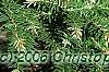 Tsuga canadensis 'Dwarf Whitetip', leaves