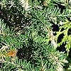 Tsuga canadensis 'Dwarf Whitetip', leaves