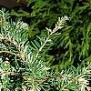 Tsuga canadensis 'Dwarf Whitetip', leaves