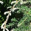 Tsuga canadensis 'Dwarf Whitetip', leaves