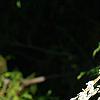 Tsuga canadensis 'Dwarf Whitetip', leaves