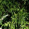Tsuga canadensis 'Dwarf Whitetip', leaves
